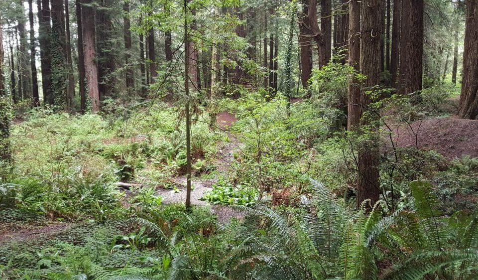 Emerald Forest Cabins & RV