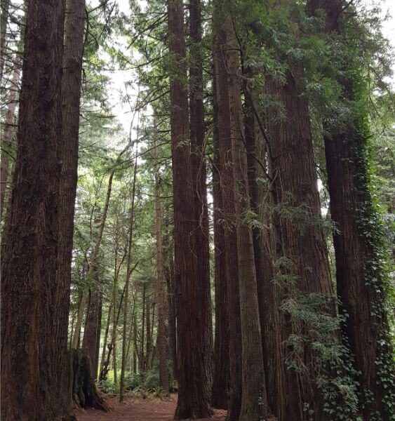 Emerald Forest Cabins & RV