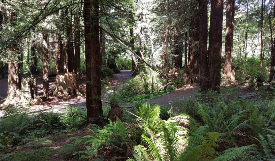 Emerald Forest Cabins & RV