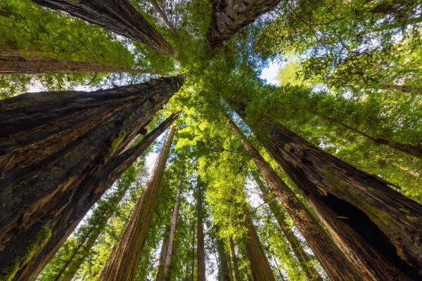 Coastal Redwoods | Emerald Forest Cabins and RV