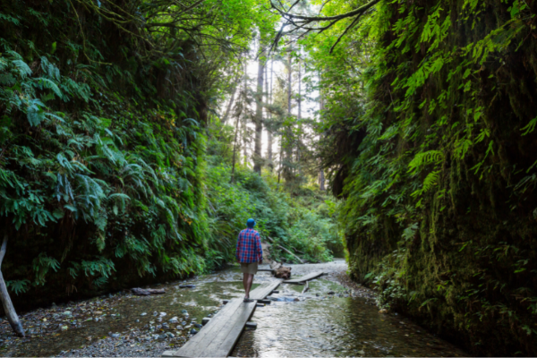 Explore Fern Canyon | Fern Canyon