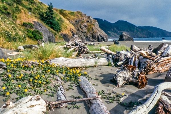 Humboldt County | Patrick’s Point State Park | Sue-Meg State Park