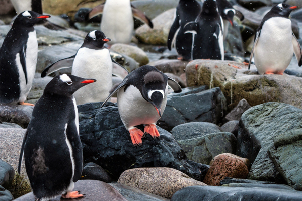 Seabird Colonies