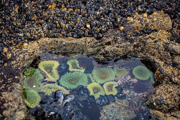 Trinidad's Tidepools