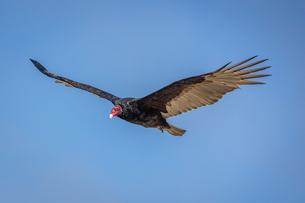 california condors