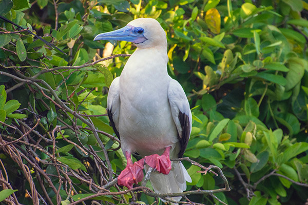 Red-Footed Booby