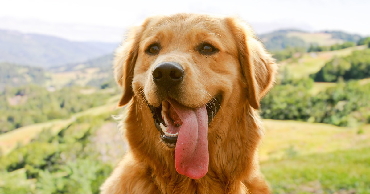 DogFriendly Humboldt County