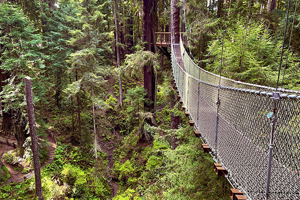 redwood skywalk