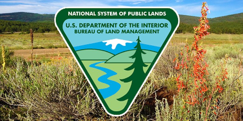 California s Secret Camping Paradise - BLM Standing Head 